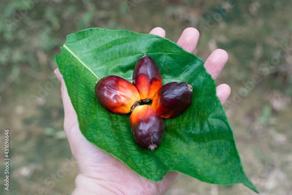 Fototapeta Oil palm fruits lets in the hand.