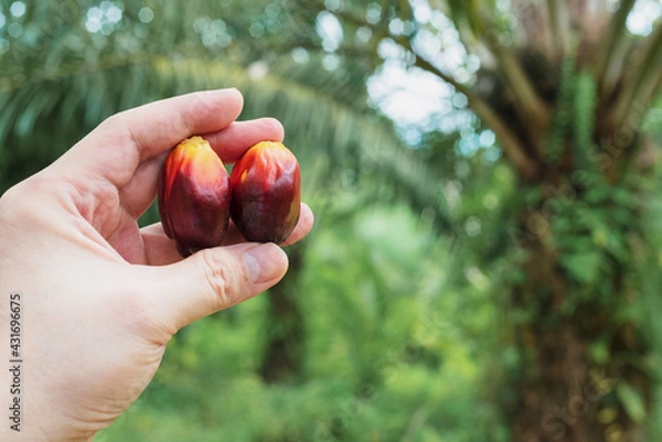 Fototapeta A hand holding oil palm fruits with oil palm trees at the background out of focus.