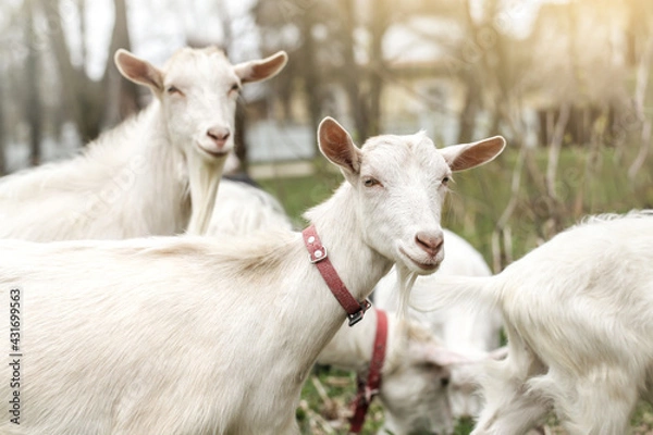 Fototapeta Portrait of a funny goat with red collar. Two goats looking to camera