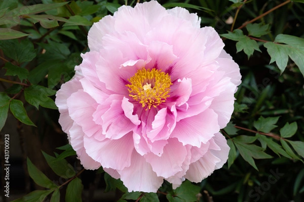 Fototapeta ピンク色の牡丹の花