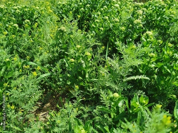 Obraz green grass background