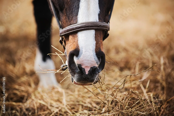 Fototapeta A bay horse with a white spot on its nose and a brown halter on its muzzle is eating hay. Feeding and caring for the horse on the farm. Livestock.