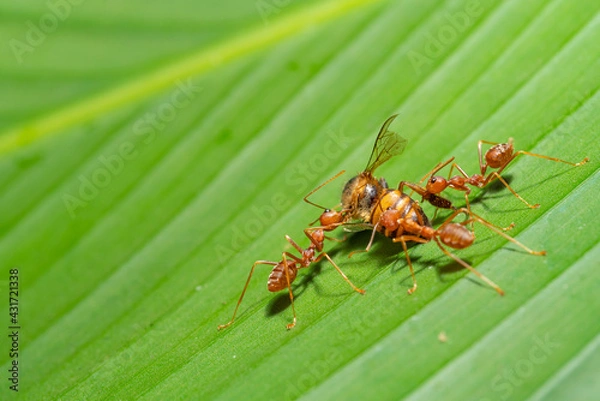 Fototapeta Ant action standing.Red ants are climbing green vines,,Concept team work together Red ant,Weaver Ants (Oecophylla smaragdina),Action of ant carry food