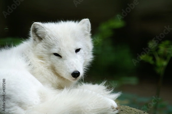 Fototapeta polarfuchs