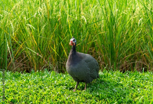 Obraz The guinea fowl have a hard-humped crest that looks like they are wearing a metal helmet or helmet, only to feed on the ground or on open grasslands. When frightened.