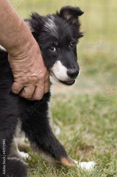 Fototapeta chiot border collie