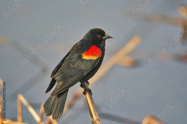 Obraz red winged blackbird