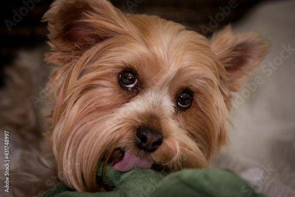 Fototapeta yorkshire terrier