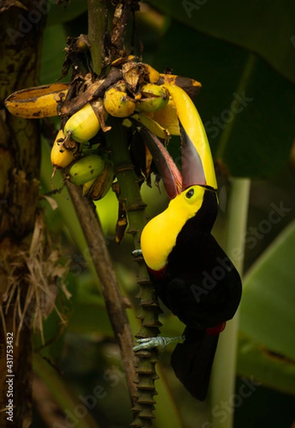 Obraz Desayuno para él.