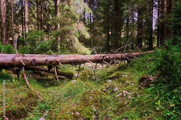 Fototapeta footpath into the woods