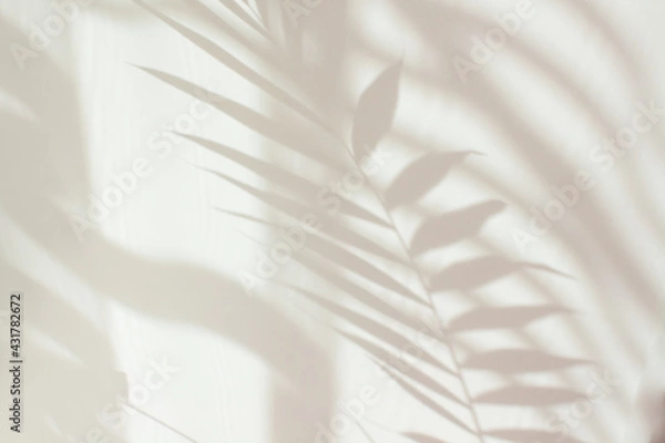 Fototapeta Abstract white shadow of a palm leaf on a white wall. Background with empty copy space for your design. Monochrome and minimalistic background with sunlight