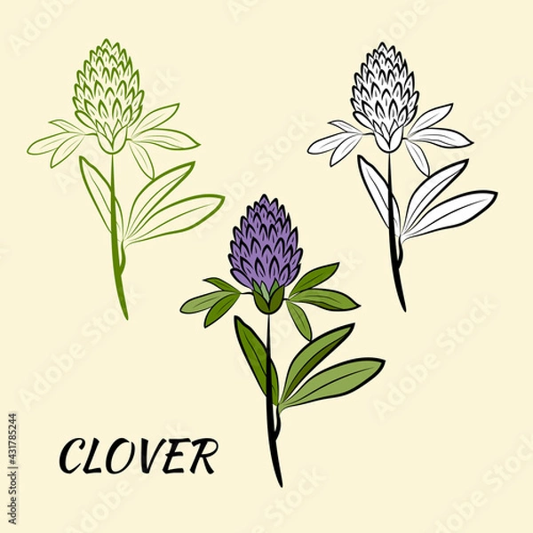 Fototapeta Botanical illustration of red clover in outline style for summer design. Sketch of summer flower and leaves. Meadow plant. Decorative elements for spring desing.