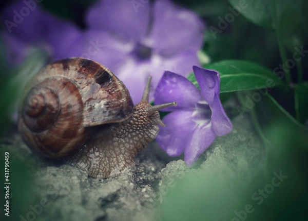 Obraz snail with flowers 