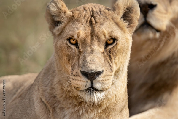 Obraz Portrait of beautiful African lioness Queen of the jungle - Mighty wild animal in nature, roaming the grasslands and savannah of Africa