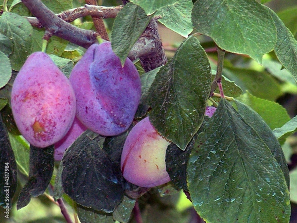Fototapeta prunes