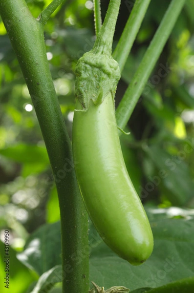 Obraz green Eggplant on stalk in farm.