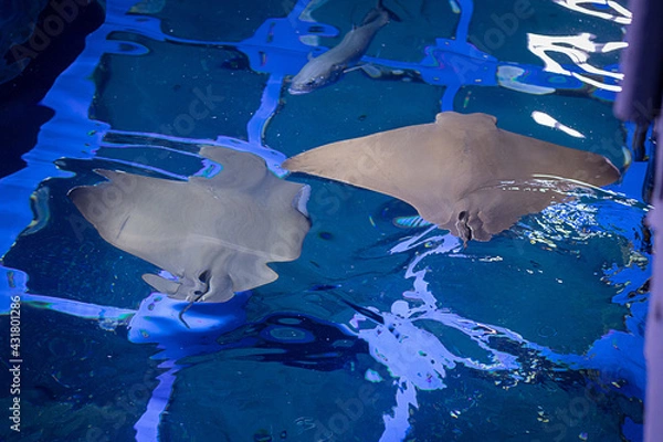 Obraz In the aquarium