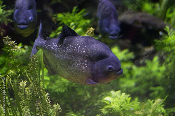 Obraz In the aquarium