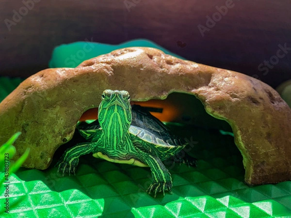 Fototapeta Lucas & Lily, my turtles, just a few months old. Red-eared slider