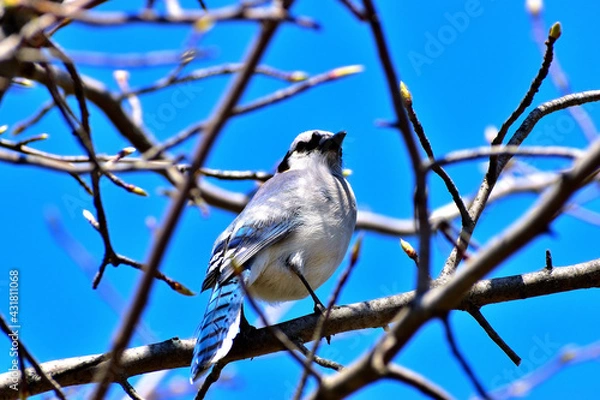 Obraz Blue Jay