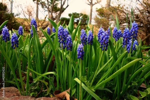 Obraz 庭先の青い小花達