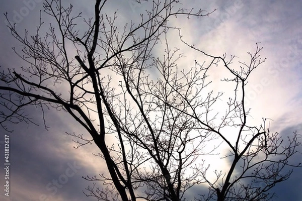 Obraz 春の曇り空と老木