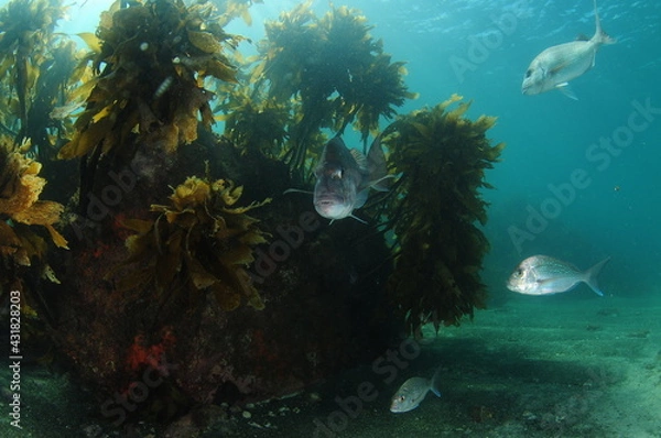 Fototapeta Large rock covered with brown kelp Ecklonia radiata on flat sandy bottom with Australasian snappers swimming around it.