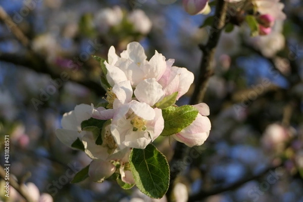Obraz The refreshing blossom of an apple tree in springtime