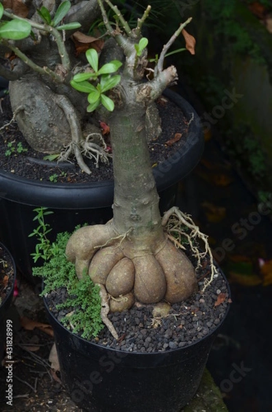 Fototapeta The root stem of the Adenium plant that grows in a black pot.