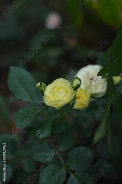 Fototapeta There are yellow roses that have not and are in bloom.