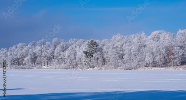 Fototapeta trees in the snow