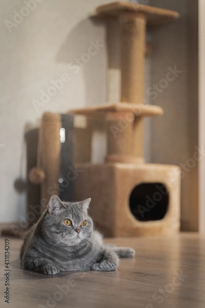 Fototapeta A British shorthaired tabby cat with yellow eyes lies on the floor near a scratching post. Portrait of a pet in a home interior. Cozy home concept.
