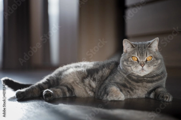 Fototapeta British shorthair tabby cat with yellow eyes lies on the floor. Portrait of a pet in a home interior with soft daylight. Cozy home concept.