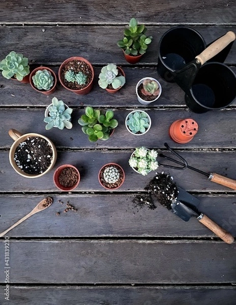 Obraz Succulent Cactus Preparing : Cactus transplantation in a new pot with soil, drainage, shovel rake, pot on wooden floor. Copy space.