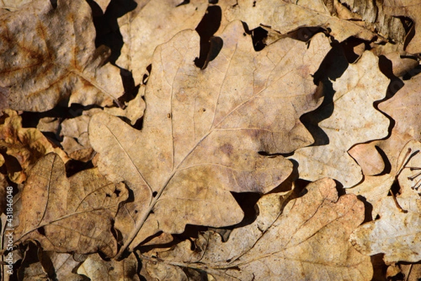 Fototapeta dry leaves. Dry fallen brown oak leaves in autumn Park. autumn background with dry oak leaves, top view, close-up. autumn season, bright leaves, nature in the forest. natural background