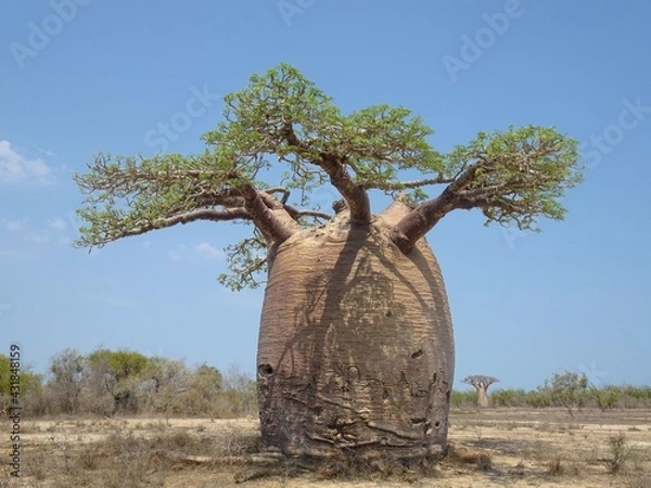 Fototapeta [Madagascar] Large baobab tree Fony with lots of leaves in morombe
