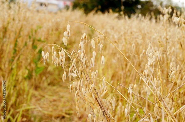 Obraz The ears of the oats in the field. Autumn grain harvest selective focus. Vegetable background
