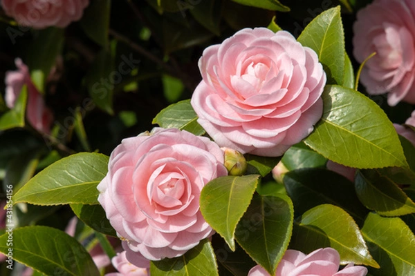 Fototapeta 京都ぶらぶら、乙女椿満開