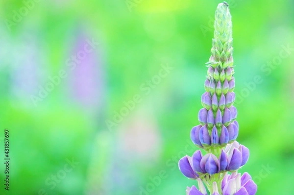 Obraz ルピナス　花　紫