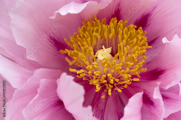 Obraz 牡丹の花のアップ