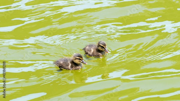 Fototapeta カルガモの兄弟