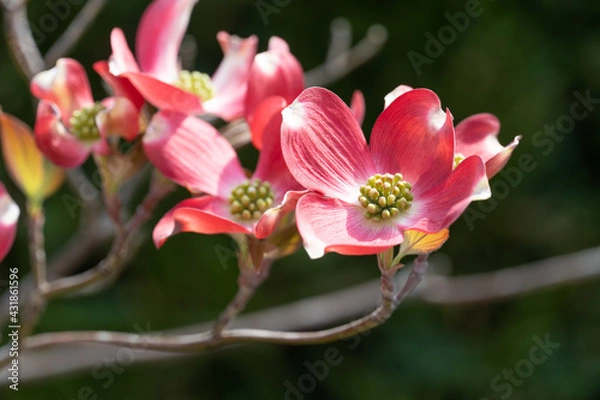 Obraz ハナミズキ