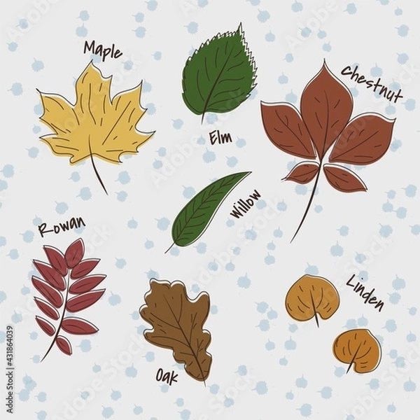 Fototapeta Set of leaves in a hand-drawn style: oak, elm, linden, rowan, chestnut, maple, willow. Vector illustration.