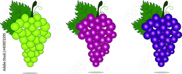 Fototapeta Bunch of grapes with stem and leaf isolated on white background,fresh fruit.Set of grapes vector Illustration.