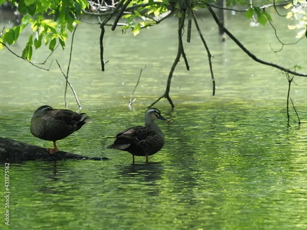 Fototapeta カルガモ