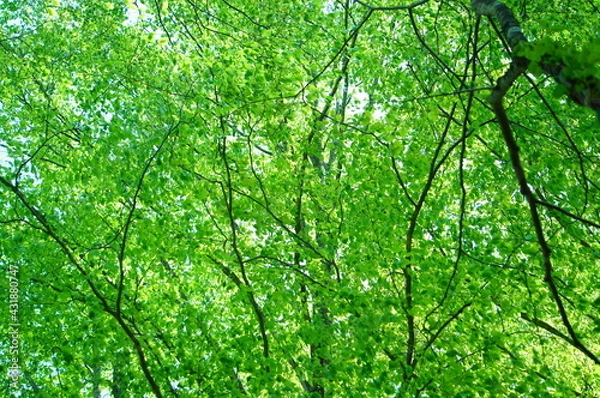 Obraz ブナ　新緑　若葉