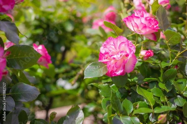 Obraz 《花》薔薇　バラ