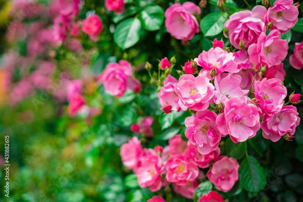 Obraz 《花》薔薇　バラ