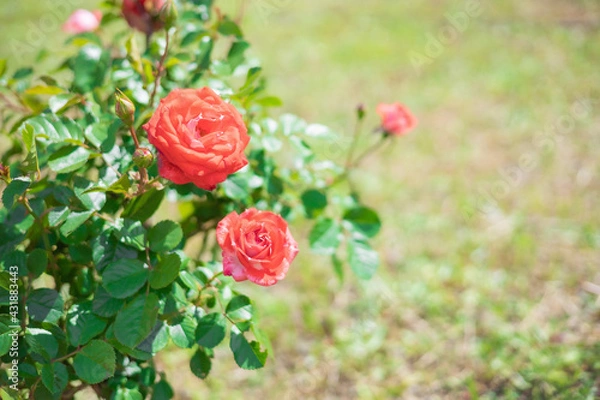 Obraz 《花》薔薇　バラ