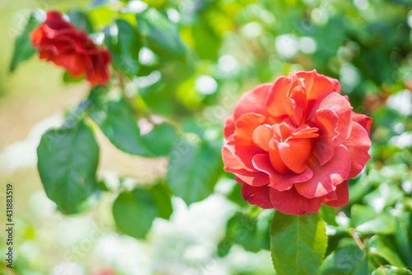 Obraz 《花》薔薇　バラ